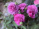 DSC08481