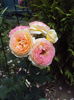 DSC09740