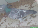 ulise
