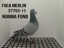 37753-2011 -fica Merlin