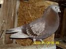 FB_IMG_1452238494981