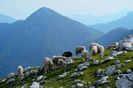 Oitele din Alpi-g6