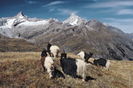 Walliser pe varf de munte