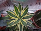 Agave lophanta quadricolor