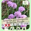 armeria-pseudarmeria-ballerina-red