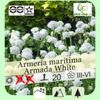 armeria-maritima-armada-deep-rose