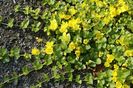 lysimachia nummularia-am cumparat de la ziana