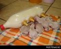 sticla-tine-loc-de-mama-de-data-aceasta_poze_haioase_prietenas.ro_1-600x485