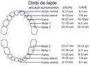 dentitie_temporara