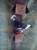F 2010