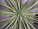 Agave stricta nana