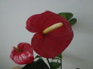 Anthurium