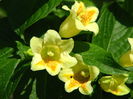 Weigela_middendorffiana