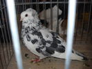 Picture 191