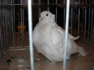 Picture 198