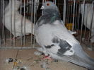 Picture 199