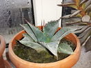 Agave deserti