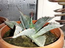 Agave deserti