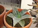 Agave deserti