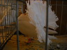 Picture 244