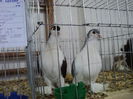 DSC00568