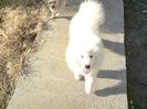 samoyed