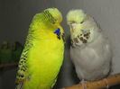 Picture 135