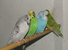 Picture 141