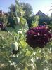 Papaver hybridum 'Black Peony'