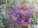SAM_0440