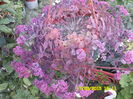 SAM_0441