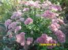 SAM_0443