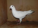 DSCN8106