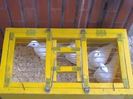 cusca transport porumbei