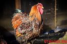IMG_0562