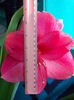 DSCN9518