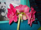 DSCN9529