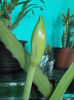 DSCN5349