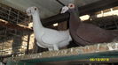 SAM_0161