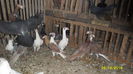 SAM_0170