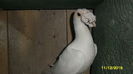 SAM_0283