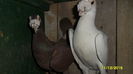 SAM_0285