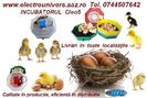 cleo incubatoare oua