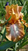 Etohed Apricot
