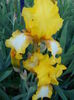 radiant  apoge