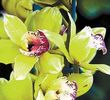 Orhideea aurie de Kinabalu