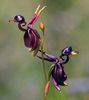 Orhideea Rata Zburatoare, cunoscuta si sub denumirea de Caleana major