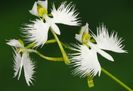 Orhideea Egreta alba sau Habenaria radiate