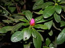 DSCN6417