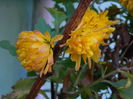 DSCN6522